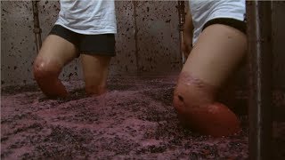 Harvest Wine Grape  - Amazing Grape Factory - Traditional Wine Making Processing