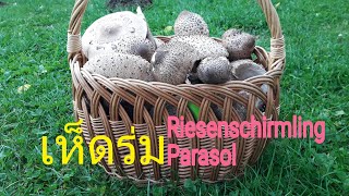 เห็ดป่าทางเยอรมัน เห็ดร่ม ( Riesenschirmling Parasol )