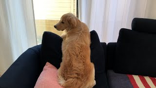 ソファーの座り方が変なゴールデンレトリバー子犬レイ