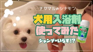 犬用入浴剤使ってみた！シャンプーいらずの簡単お手入れ