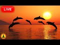 🔴 Relaxing Music 24/7, Stress Relief Music, Sleep Music, Meditation Music, Study, Calming Music