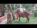 gau puja