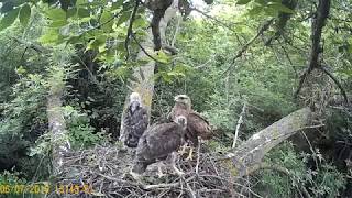 Гнездовая жизнь канюка 3/Buzzard nest observing 3.