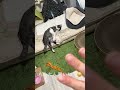 暑い夏☀️猫バテ　 夏バテ 猫好き