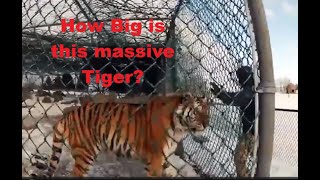 Huge Siberian tiger: Estimating a Large Amur tigers Shoulder height (Size comparison) Reupload