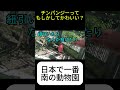 【沖縄こどもの国】日本最南端の動物園、チンパンジーが思ったよりかわいい 旅行 いきもの 観光 お出かけ かわいい スポット 沖縄youtuber 生物 zoo