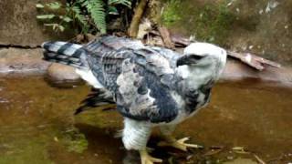 Harpy Eagle in the Bird Park, Brazil