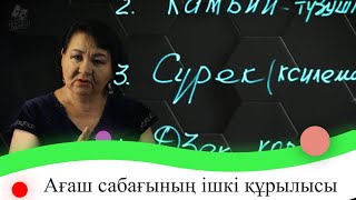 Ағаш сабағының ішкі құрылысы. 7 сынып.