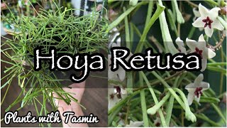 Hoya Retusa potting up | How to pot up Hoya Retusa??