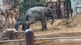 今日はタイヤに夢中なアルンくん【‎2025年‎2月12日】【上野動物園】アジアゾウ