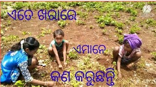 ଏତେ ଖରାରେ 🤣🤣କଣ କରୁଛନ୍ତି ଏମାନେ 👌👌👌👌ଦେଖନ୍ତୁ