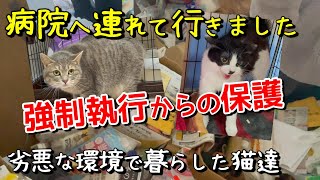 強制執行から保護した猫の状態が心配です：７７９