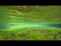 【4k】 2022年6月　【地蔵川の梅花藻】　涼しい景色！【jizo river plum blossom algae】 june 23 2022