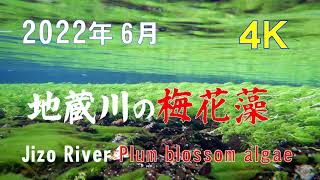 【4K】 2022年6月　【地蔵川の梅花藻】　涼しい景色！【Jizo River Plum blossom algae】 June 23 , 2022