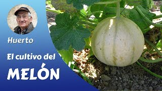 MELÓN FRANCÉS: Como producir del melón francés.