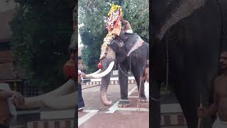 Mullakkal Temple Chirappu Day 4 Kazhcha Sreebali #kerala #elephant #festival #video #nadaswaram