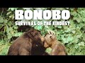 Bonobo: Survival of the Kindest (Documentary)