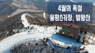 [4K] 4월의 폭설로 하얗게 덮인 용평스키장과 발왕산의 모습 | 레인보우 정상 용평리조트