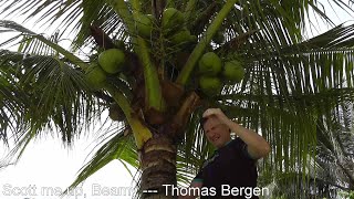 Scott me up, Beamy 158 (SPECIAL) --- How To Climb a Coconut Tree