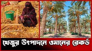 খেজুর উৎপাদনে ওমানের রেকর্ড | Date Palm | Oman | Probash Time