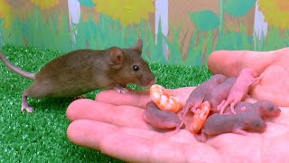 What is more important for the mouse shrimp or baby mouse?