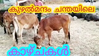 കുഴൽമന്ദം ചന്തയിലെ കാഴ്ചകൾ cattle market kuzhalmannam Palakkad #anwarkerala #pappayavlog #shojiravi