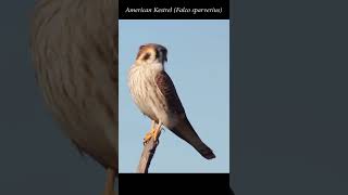 American Kestrel takes flight #shorts