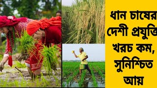 ধান চাষের - নতুন দেশী প্রযুক্তি/ সার, জল, কীটনাশক খরচ কম, পরিচর্যা কম করতে হবে/ Rice farming method