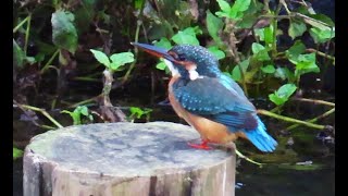 カワセミ狛江地区２番子女子 2024 09 07 #カワセミ #幼鳥 #野鳥 #birds #wildlife #nature #自然観察ぶらり散歩