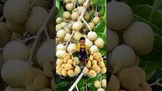 most satisfying fresh longan fruit kid#short #trending #viralvideo #shortvideo #freshlonganfruitkid