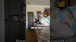 When the beast interrupts their sauna time 🐾 #sphynx #cat #cats #hairlesscat #funnyvideo