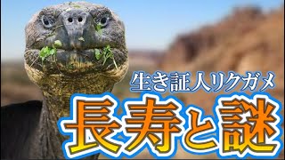 リクガメ～シェル・オブ・サバイバル 命の盾～