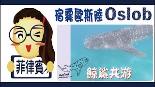 【菲律賓宿霧ep.1/10】Oslob 歐斯陸與鯨鯊共游Swimming with whale shark