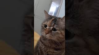 Random funny cat videos (PART1)