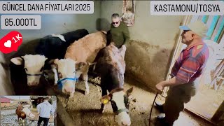 GÜNCEL CANLI HAYVAN PİYASASI  (KASTAMONU/TOSYA) ERKEK DANA FİYATLARI NE KADAR?