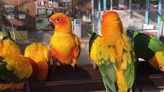 【掛川花鳥園公式】コガネメキシコインコたちが待ち望んでいる”アレ”