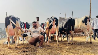 देखो पंजाब की इस मंडी रेट ॥ Khanna Mandi Punjab ॥ Itwar Dairy Farm