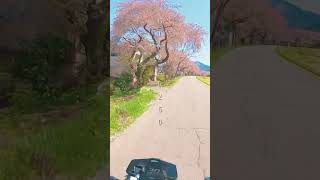 【モトブログ】バイクと桜　ジクサー250