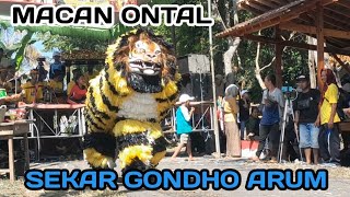 MACAN ONTAL || JARANAN SEKAR GONDHO ARUM (SGA) || LIVE MANGIR - ROGOJAMPI