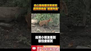 壽山動物園浣熊慘死！　遭同伴啃食「臟器外露」  @ChinaTimes #shorts