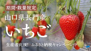 【ふるさと納税】旬の長門産いちごを増量してお届けします！