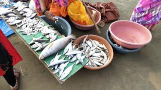 मालवण मासळी बाजार | malvan fish market | malvan fish auction