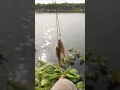 double strike #mancing #shortvideo