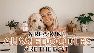 5 reasons AUSSIEDOODLES are the best dogs | Torey Noora