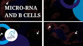 Author’s Take video presenting the JCI paper: MicroRNA-155 controls affinity-based selection