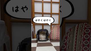 犬がご飯食べる時の変わった習慣 #shorts #ポメラニアン #子犬 #犬