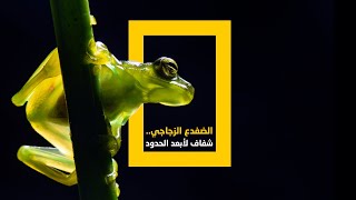 الضفدع الزجاجي