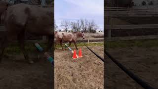 Groundwork Session With My Appaloosa Pony Weselton