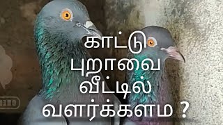 காட்டு புறா வீட்டில் வளர்ககளம ?