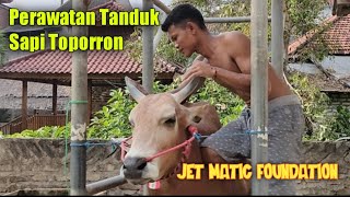 Main Ke Kandang Jet Matic | lihat perawatan Tanduk sapi karapan